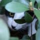 tuxedo-cat-names