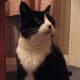 tuxedo-cat-names
