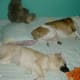 Two Sleepy Dogs