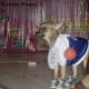 dog-fashion-show-a-different-experience-both-for-humans-and-dogs