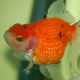Pearlscale Goldfish With Head Growth