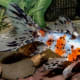 Shubunkin Goldfish