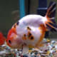 Lionhead Goldfish