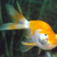 Celestial Goldfish