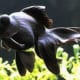 Black Moor Goldfish