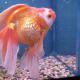Veiltail Goldfish