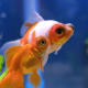 Telescope Eye Goldfish