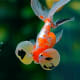 Goldfish Varieties: A Brief Look at 15 of the Many Types - PetHelpful