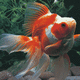 Ryukin Goldfish