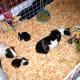 Sawdust is a great floor covering, good for guinea pig's feet. It's also very absorbent.