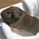 A smooth-haired cinnamon agouti.