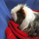 This texel guinea pig has a long and curly coat.