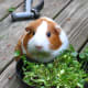 This brown and white smooth-haired guinea pig is ready for a garden feast, handpicked by its owner!