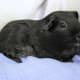 A self-black guinea pig.