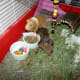 Indoor guinea pigs cages like this one are available from pet stores and are easy to clean.