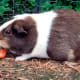 Carrots, apples and corn cobs are a guinea pig's favourite fruits and vegetables.