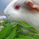 Albino guinea pigs have red eyes and white hair.