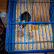 This indoor cage has a lid on the top to prevent escapes and keep pests (like mice) out.