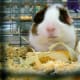 Corn husks are an ideal bedtime snack for this rough-haired guinea pig.
