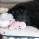 caring-for-your-older-newfoundland-dog