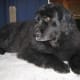 caring-for-your-older-newfoundland-dog