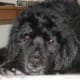caring-for-your-older-newfoundland-dog