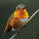 Allen's Hummingbird