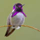Costa's Hummingbird