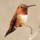 Rufous Hummingbird