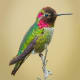 Anna's Hummingbird