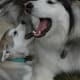 Malamute prelude to a howl.
