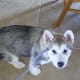 Starting to sit.