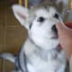 With kibble in hand, start to lower the kibble to the floor between the paws.