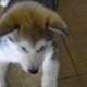 Say "down" just as the paws all hit the floor.