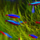 Meanwhile, with cardinal tetras, the red line stretches from tail to head. 