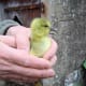 how-to-care-for-geese-natures-natural-ecological-lawn-mowers