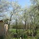 Spring time in Limousin
