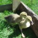 Goslings enjoying the grass and sunshine.