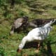Geese eating peaches in the orchard