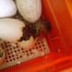Gosling emerging from the egg.