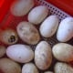 How long does it take for a gosling to emerge? Eggs start to hatching at 31 days.