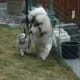 Alaskan Malamutes