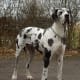 Great Dane
