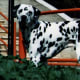Dalmation