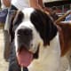 Saint Bernard