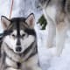 Siberian Huskies