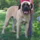 American Mastiff