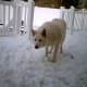 Wolf Hybrid