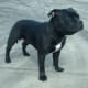 Pit Bull Terrier