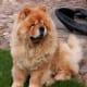 Chow Chow